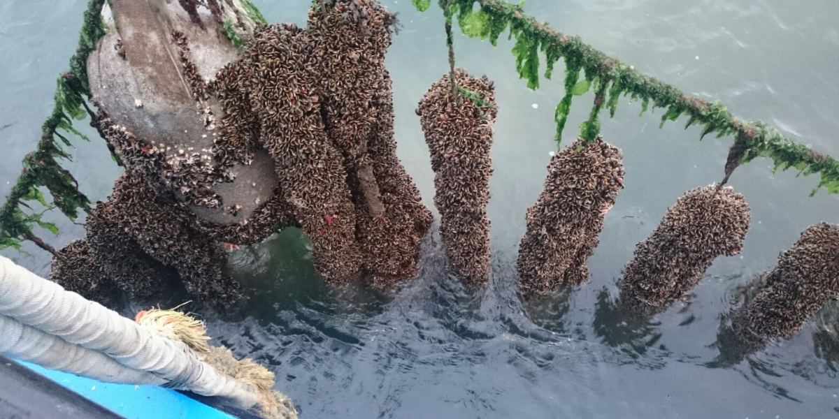 Mussels attached to a mussel seed collector. Credits: Jildou Schotanus