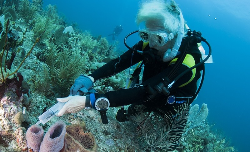 Fleur van Duyl taking a sample from the outflowing water of the  sponge Callyspongia plicifera on the Saba Bank.