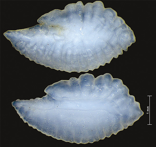 Otheliths of horse mackerel. Photo: Suse Kühn