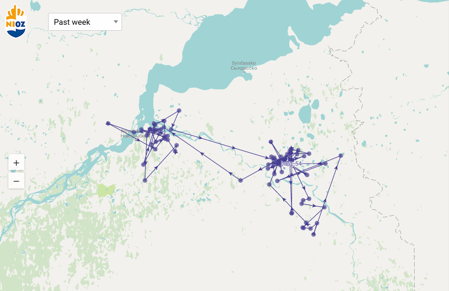 The flyroute of godwit '54'