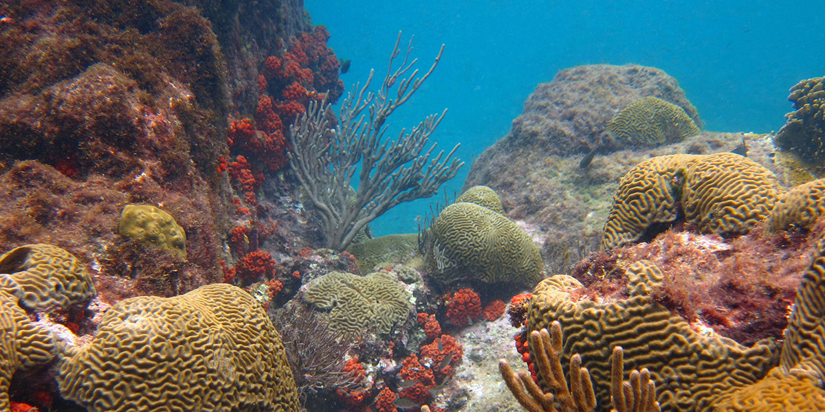 Koraalrif bij Curaçao. Foto: Doug Finny