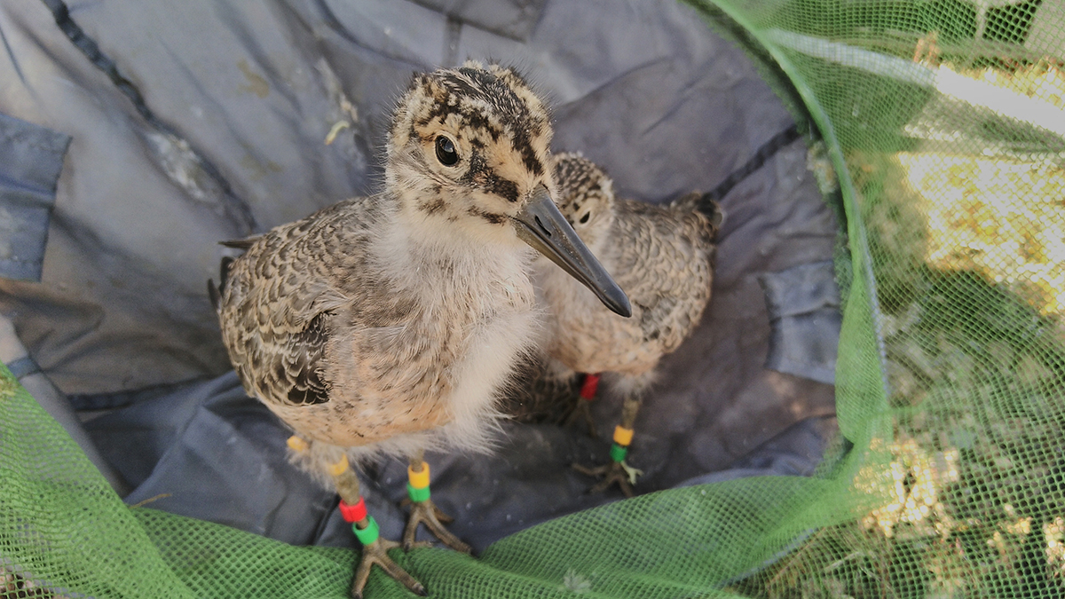 It has been an extremely good year for knots: many grow fast and survive till fledging. We suspect due to a combination of a relatively cold June (to insulate the permafrost and keep the insect larvae alive) and a warm July (to reduce thermostatic costs).