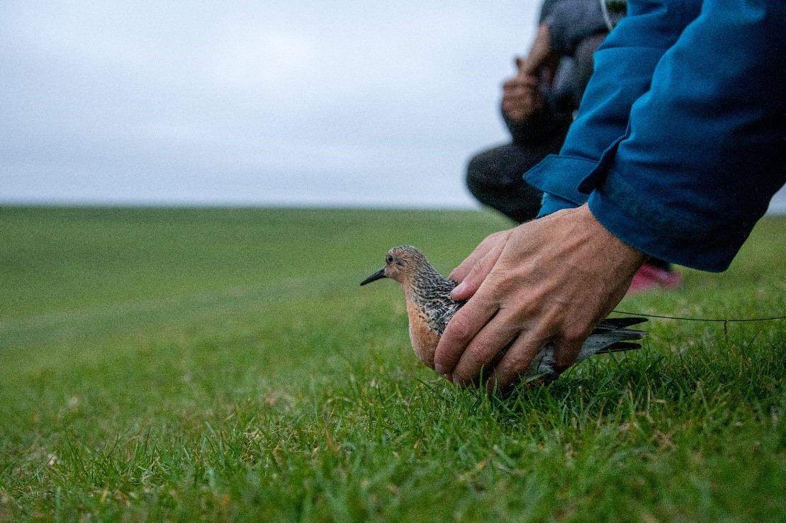 Fig 4. Birds were released on the dyke, directly after they were measured and tagged.