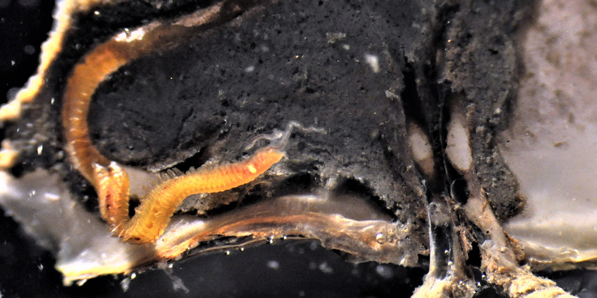 Polydora websteri drilling mud blisters in a Pacific oyster. Photo: Dagmar Lackschewitz