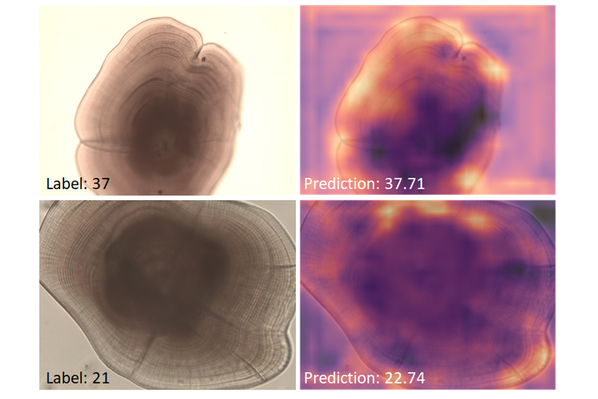 Preditions and heatmaps otoliths. Photo: Suzanne Poiesz and Hans Witte