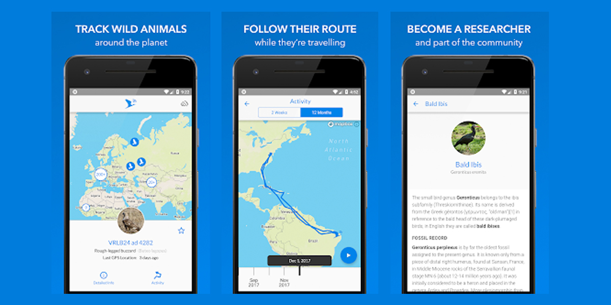 With the animal tracker app (available for Android, iPad and Iphone) you can follow the movements of the spoonbills.