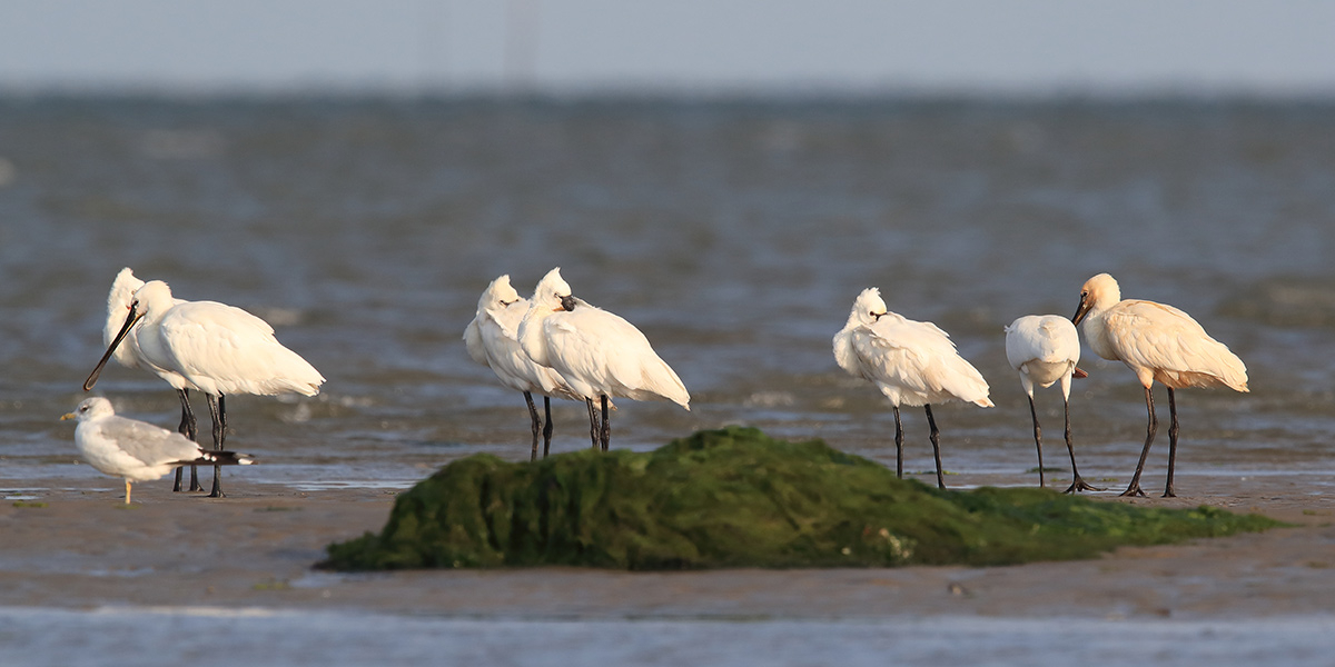 Eurasian or common spoonbills in nature Island Texel, The Netherlands. Photo: Frank Fichtmueller