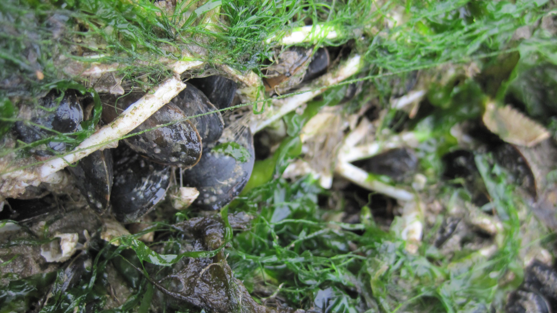 Close-up of mussels on another 3D structure. Photo: R.J.M Temmink