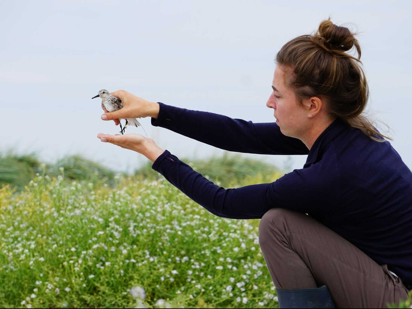 Emma Penning releasing a tagged Sanderling. Photo: Selin Ersoy.