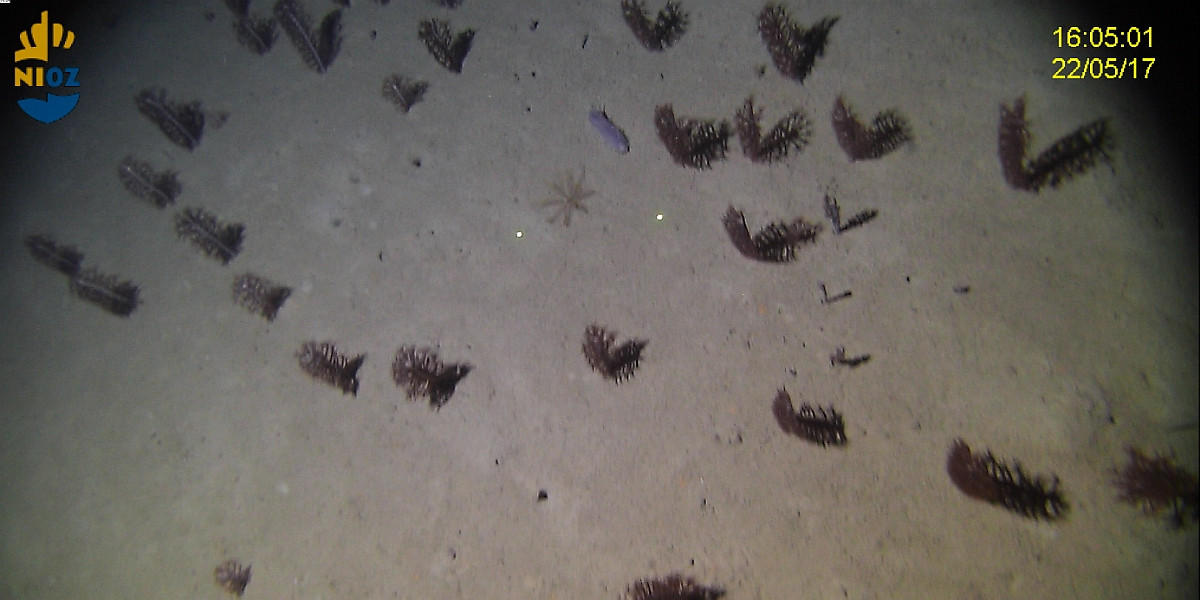 A forest of Sea pens