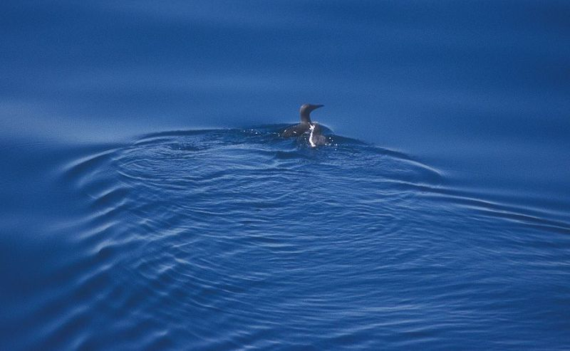 Vader en kind zeekoet, foto: Threes Anna