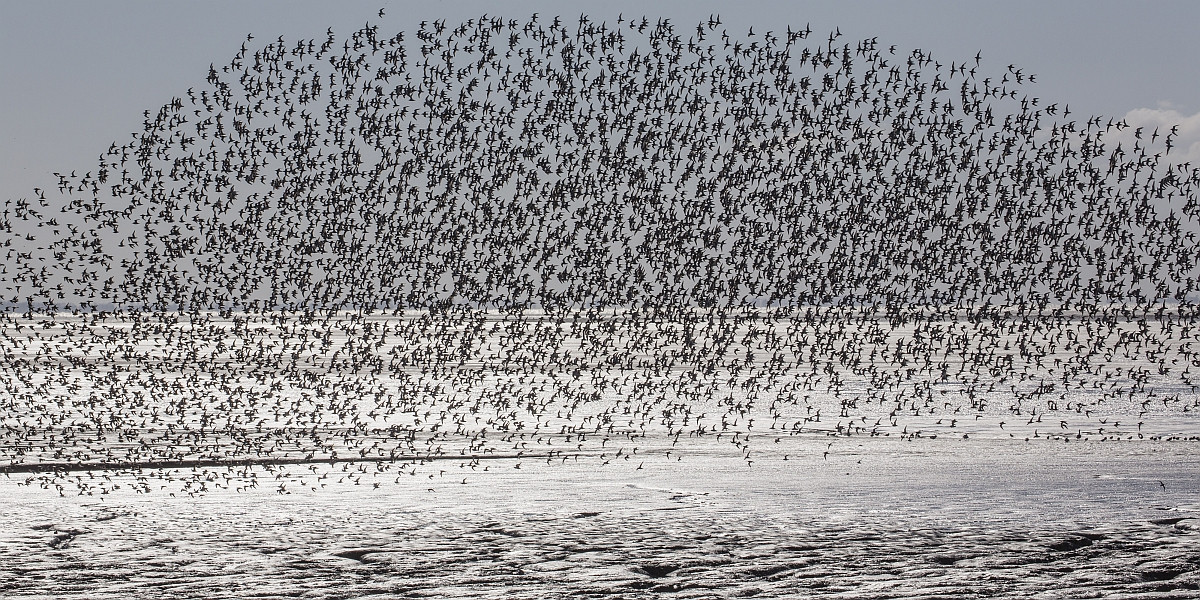 Kanoeten boven de Waddenzee. Foto: Jan van de Kam