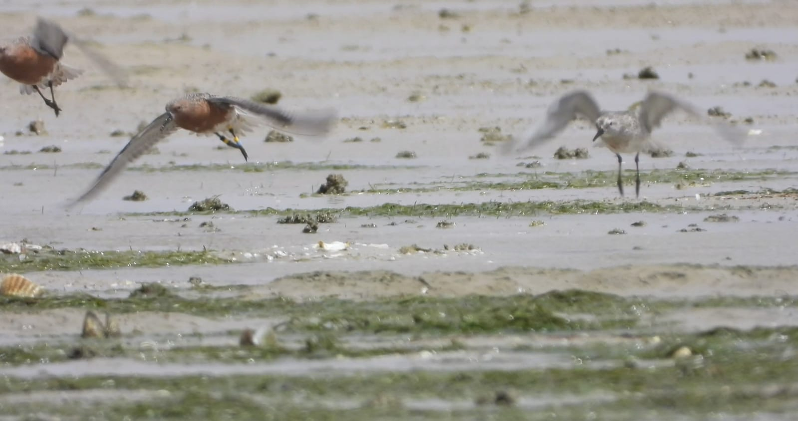 We found back and filmed two satellite-tagged red knots on the mudflats between Tidra and Gibena. Photo: Tim Oortwijn