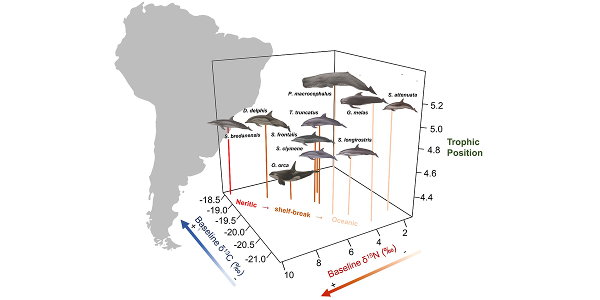 Analysis of amino acid δ15N helped reveal the trophic structure and habitat use of cetaceans from the oceanic waters of the western South Atlantic. Image: Genyffer C. Troina. Cetacean illustration by José Luis Vázquez, adapted from Bastida et al. 2018