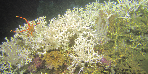 NEWS - Strong currents supply food towards deep-sea coral reefs on the edge of the continental shelf.