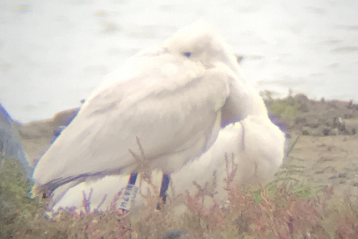 Arno (with inscription NAZH on his ring) on 16 September 2019 in the Seine Estuary (Photographer: Vivien Chouquet