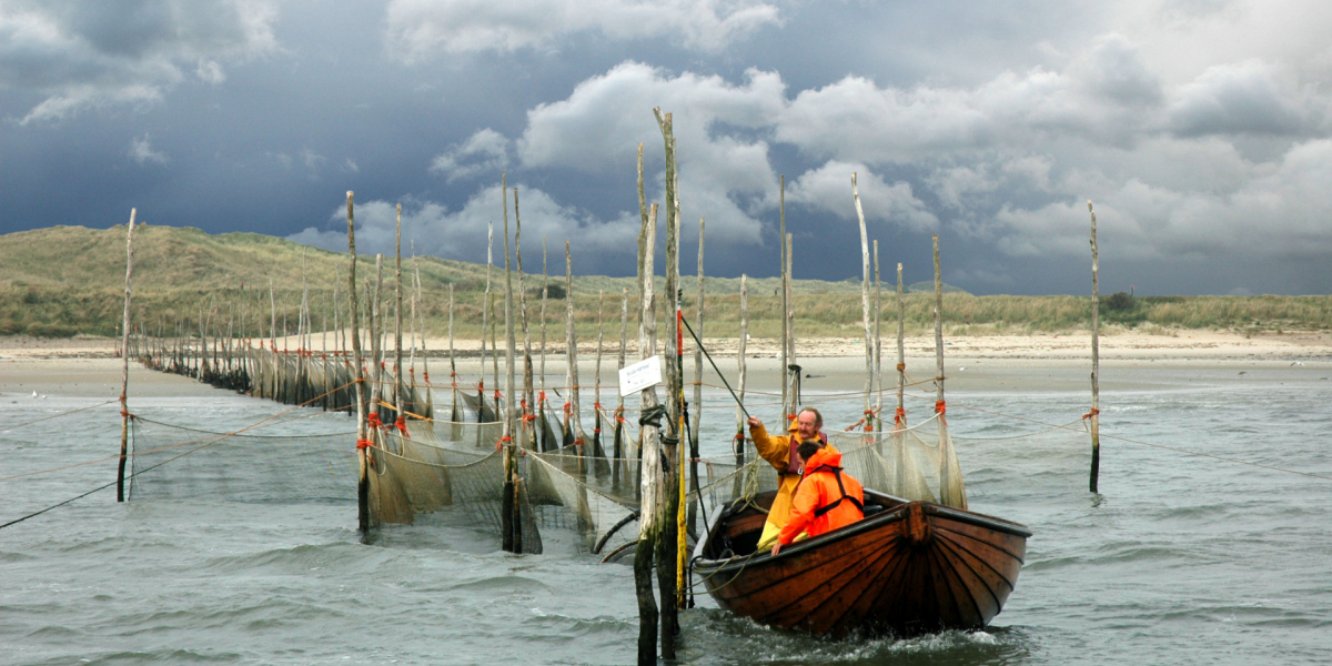 Visfuik in het Marsdiep, kom kijken hoe de onderzoekers elke dag de vangst analyseren. Foto: NIOZ