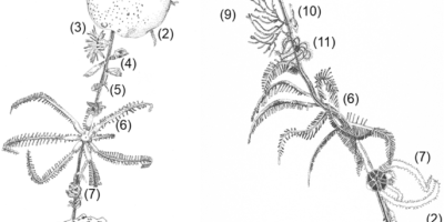 PUBLICATION - Polymetallic nodules are essential for food-web of Pacific abyssal plains.