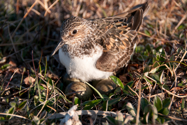 Sanderling in Greenland incubating four eggs, photo Jeroen Reneerkens