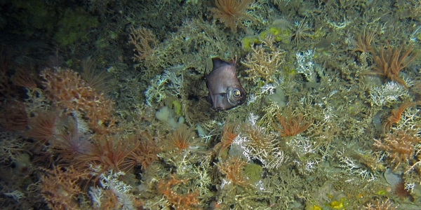 NEWS - Cold-water coral reefs: Oases in a world without sun.