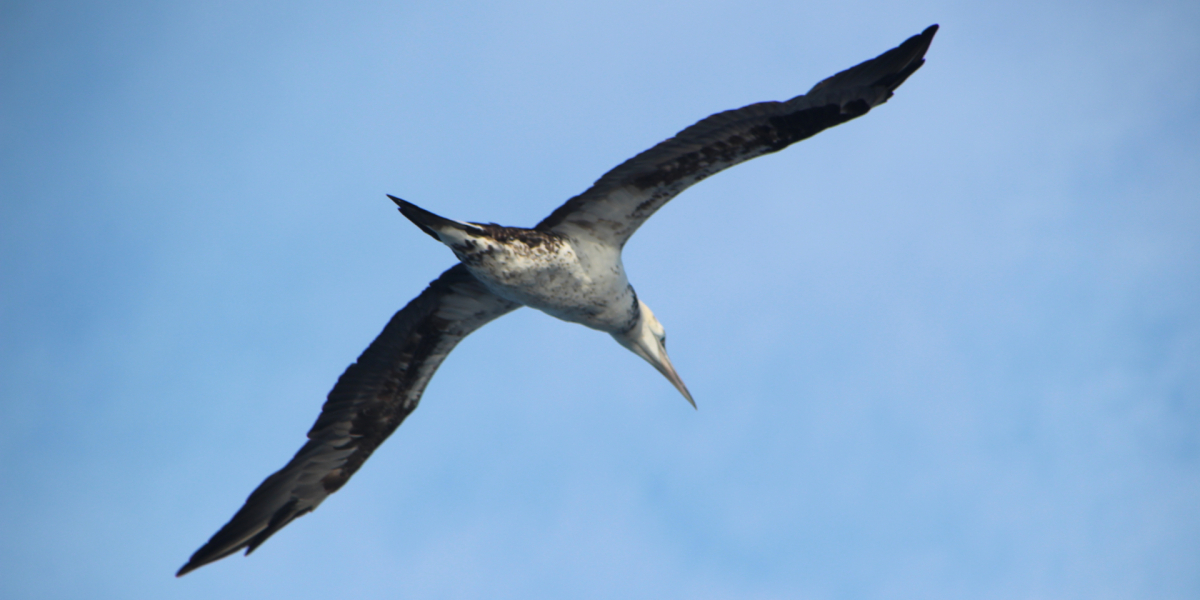 Vliegende jan-van-gent, foto: Kees Camphuysen