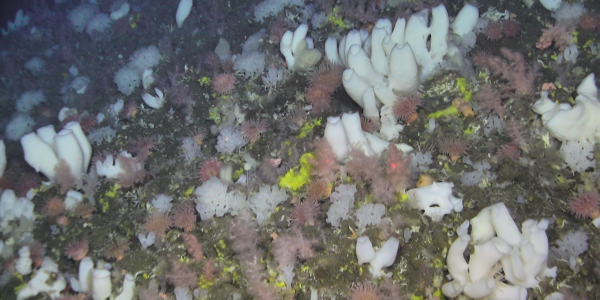 NEWS - Researchers unravelled how deep-sea sponge grounds can survive far away from common food sources.