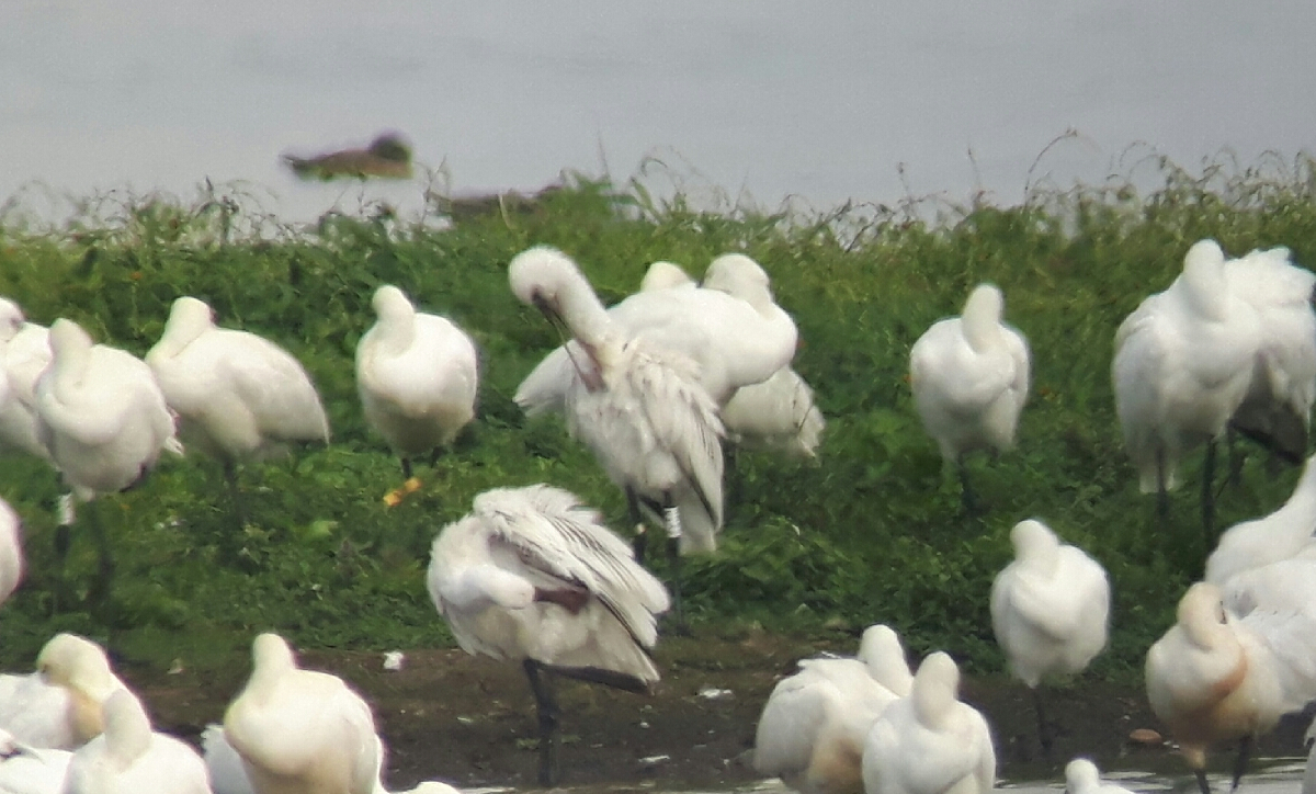 Veer preening her feathers, Marais d’Orx, 19 September 2019 (Photographer: Kees Vliet Vlieland).