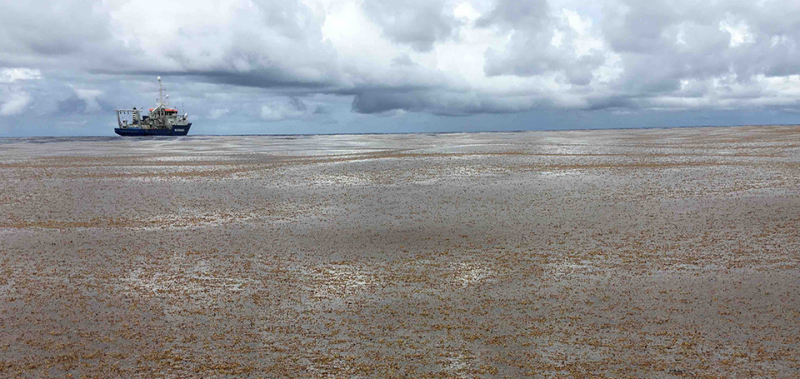 A view of our vessel from inside the "Great Sargassum Belt". Concentrations of this brown macroalga are so high that they can be detected using satellite images from space. Photo: Erik Zettler 