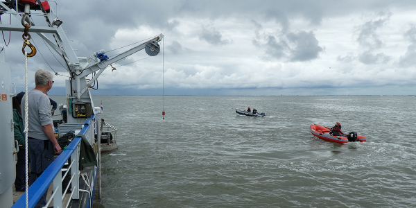 Tracking birds in the Wadden Sea