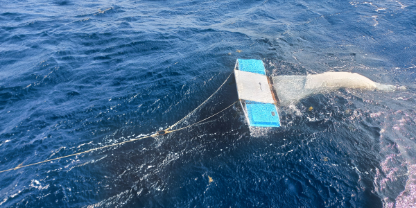 Sampling of floating Sargassum using the manta trawl. Photo: Francine van Hee