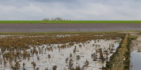 Nieuws: Historische overstromingen tonen hoe schorren levens kunnen redden in de toekomst