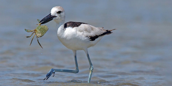Learning from crab-plover