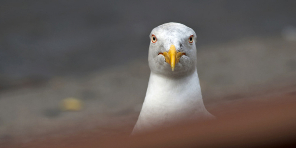 The gull at the fish stall