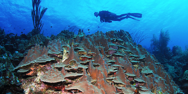 Coral in remarkably condition