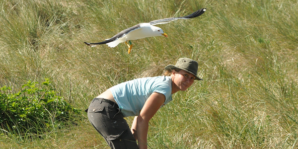 What does a gull eat?