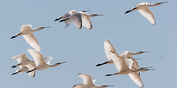 How a spoonbill find its way