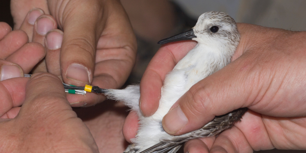 Research on Sanderlings