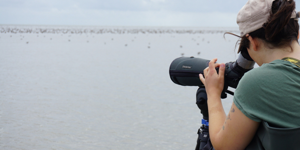 Where do red knots go?