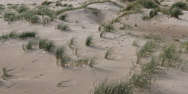 Builders on the beach