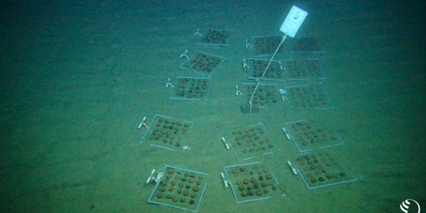 Frames with artificial nodules on the seafloor at 4.500 meters depth (photo by GEOMAR)
