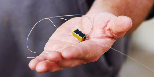 Shorebird tracking NIOZ