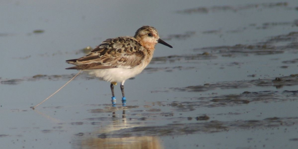 Resightings Sanderlings