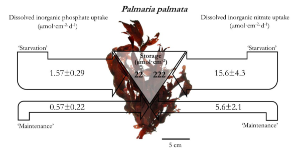 Palmaria Palmata