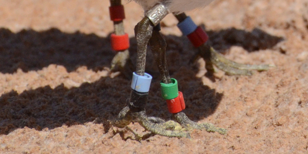 Bird colour-rings