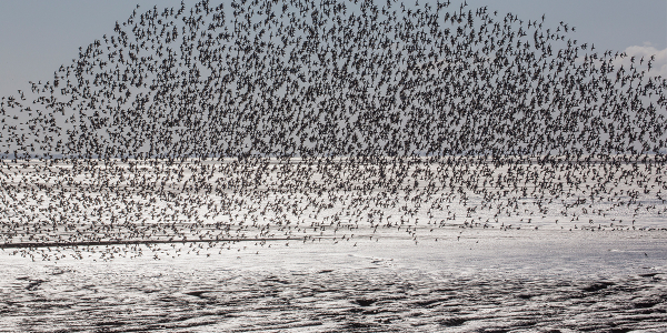 Shorebirds