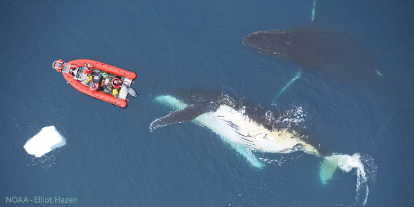 Giant baleen whales