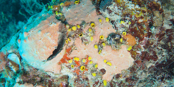 How sponges undermine reefs