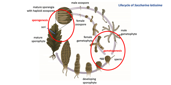 Seaweed life cycle