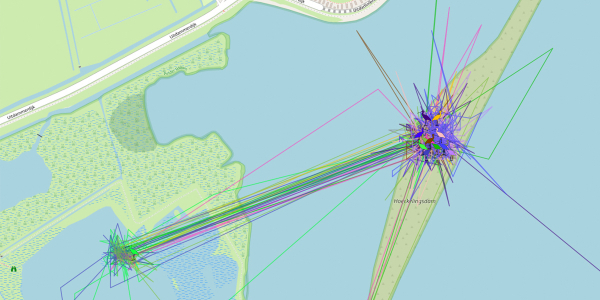 Tracking movements Spoonbills