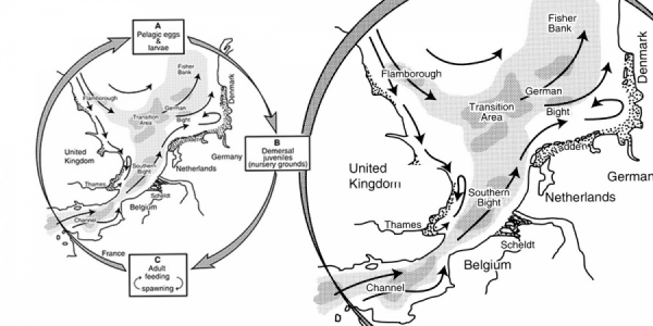 Larval Transport